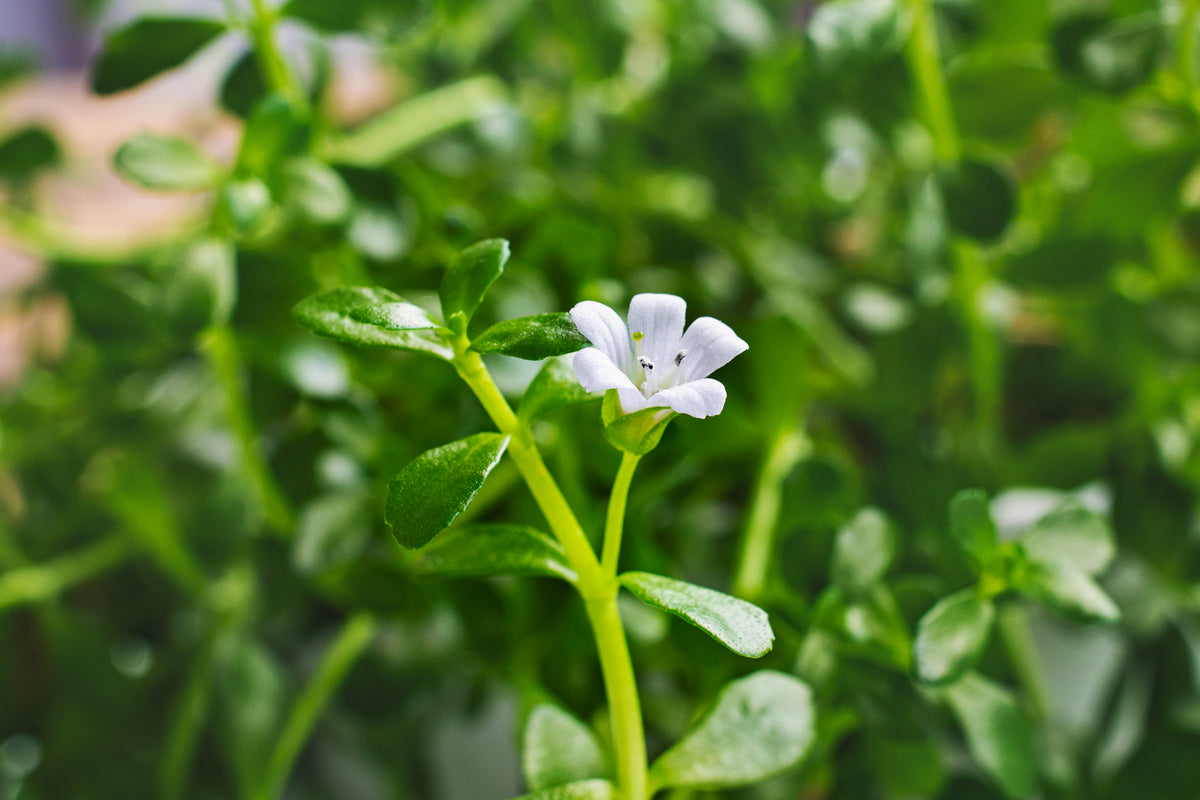 Brahmi
