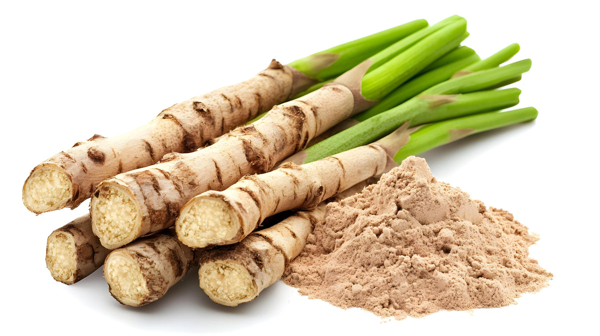 Asparagus racemosus root extract