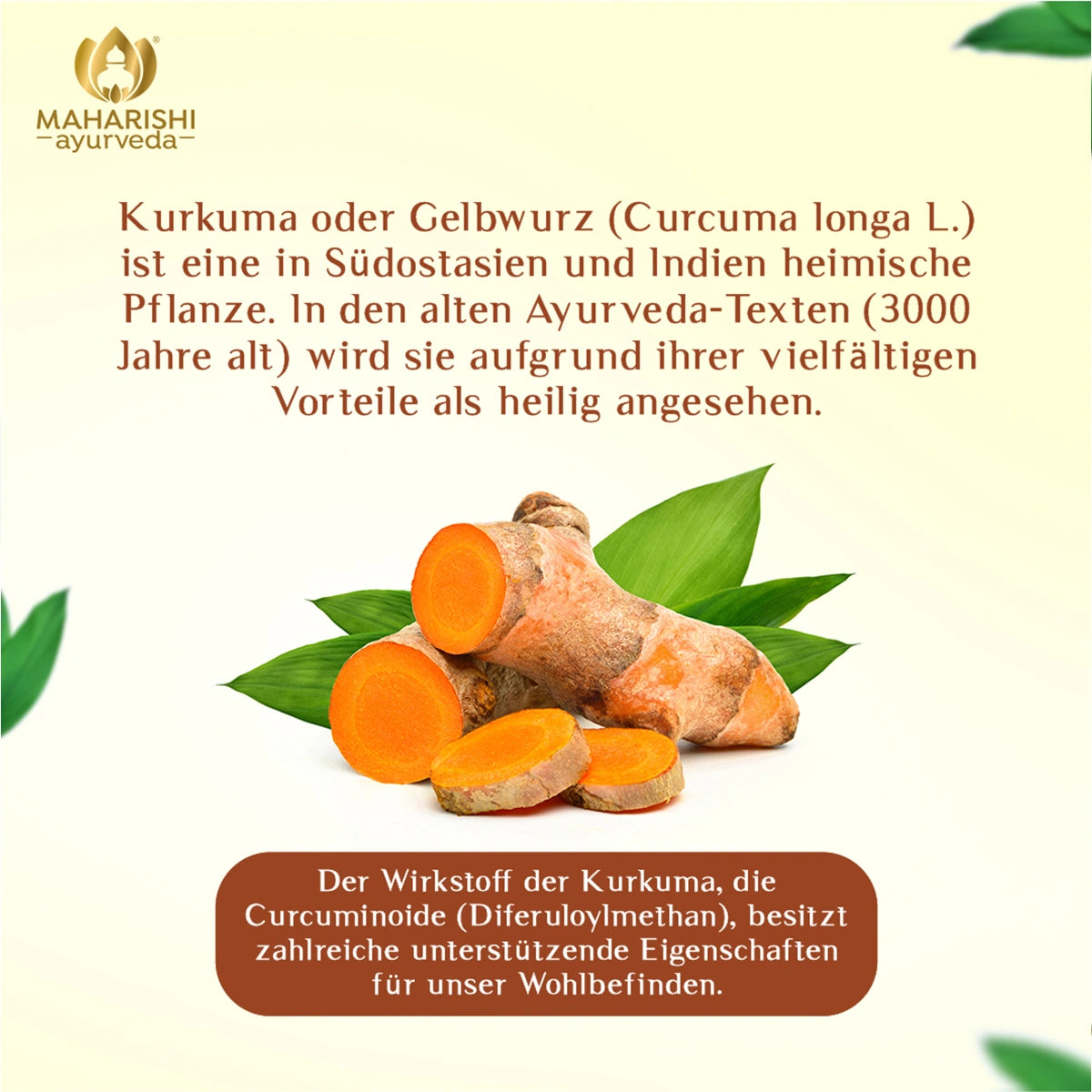 Kurkumawurzel mit Informationen zu Curcuma und Curcuminoiden