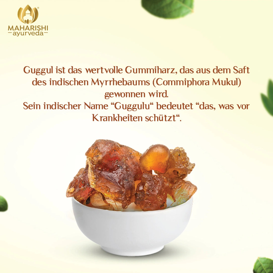 Guggul Produktdarstellung