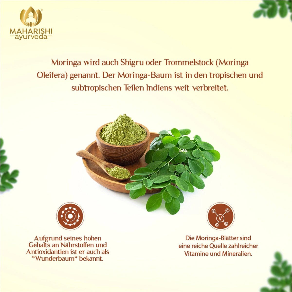 Moringa – ayurvedische Pflanze