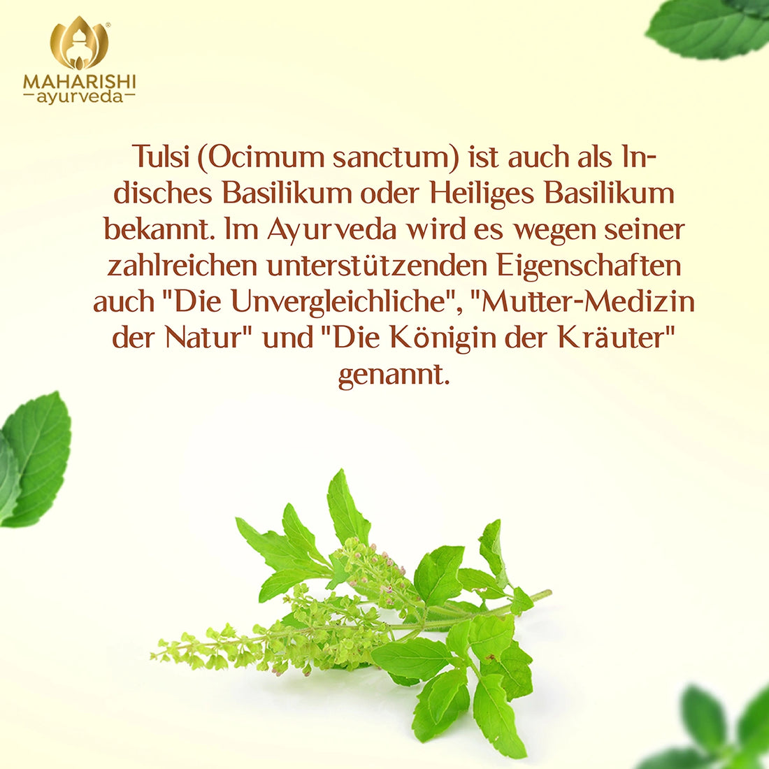 Frische Tulsi-Pflanze mit grünen Blättern und Blüten